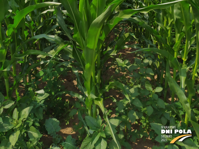 Zdjęcie 3. kukurydzy SY CALO z Syngenta na polu demonstracyjnym w Sielinku 04.07.2023