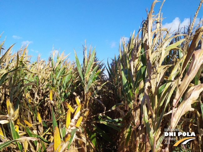 Zdjęcie 1. kukurydzy SY CALO z Syngenta na polu demonstracyjnym w Sielinku 17.10.2023