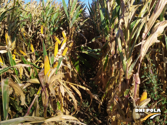 Zdjęcie 2. kukurydzy SY CALO z Syngenta na polu demonstracyjnym w Sielinku 17.10.2023