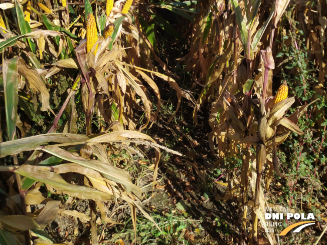 Zdjęcie 3. kukurydzy SY CALO z Syngenta na polu demonstracyjnym w Sielinku 17.10.2023