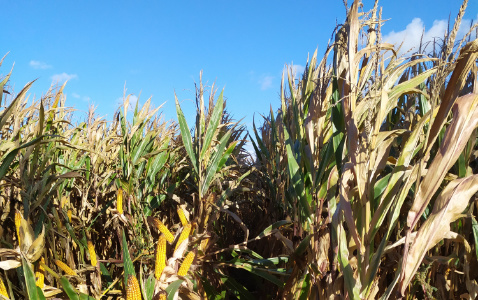 Zdjęcie kukurydzy SY CALO z Syngenta na polu demonstracyjnym w Sielinku 17.10.2023