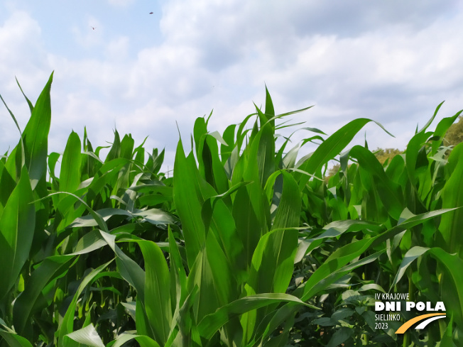 Zdjęcie 1. kukurydzy SY GRANARIS z Syngenta na polu demonstracyjnym w Sielinku 04.07.2023