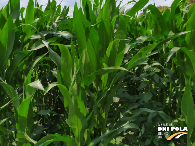Zdjęcie 2. kukurydzy SY GRANARIS z Syngenta na polu demonstracyjnym w Sielinku 04.07.2023