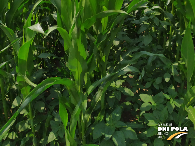 Zdjęcie 3. kukurydzy SY GRANARIS z Syngenta na polu demonstracyjnym w Sielinku 04.07.2023