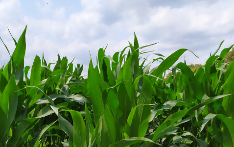 Zdjęcie kukurydzy SY GRANARIS z Syngenta na polu demonstracyjnym w Sielinku 04.07.2023