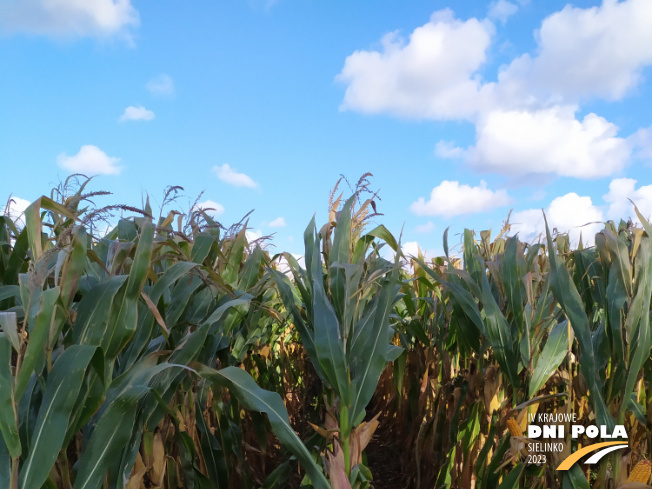 Zdjęcie 1. kukurydzy SY GRANARIS z Syngenta na polu demonstracyjnym w Sielinku 17.10.2023