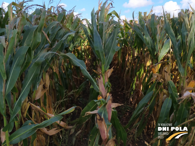 Zdjęcie 2. kukurydzy SY GRANARIS z Syngenta na polu demonstracyjnym w Sielinku 17.10.2023