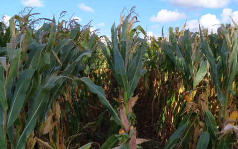 Zdjęcie kukurydzy SY GRANARIS z Syngenta na polu demonstracyjnym w Sielinku 17.10.2023