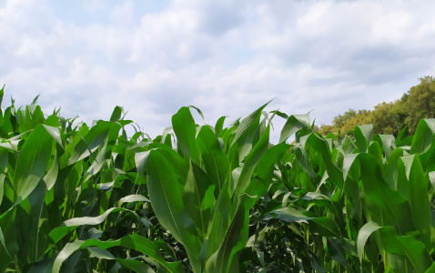 Zdjęcie kukurydzy SY HELENOR z Syngenta na polu demonstracyjnym w Sielinku 04.07.2023