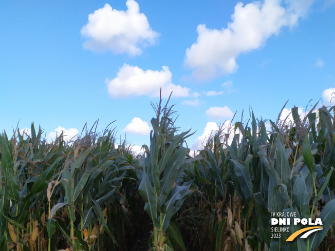 Zdjęcie 1. kukurydzy SY HELENOR z Syngenta na polu demonstracyjnym w Sielinku 17.10.2023