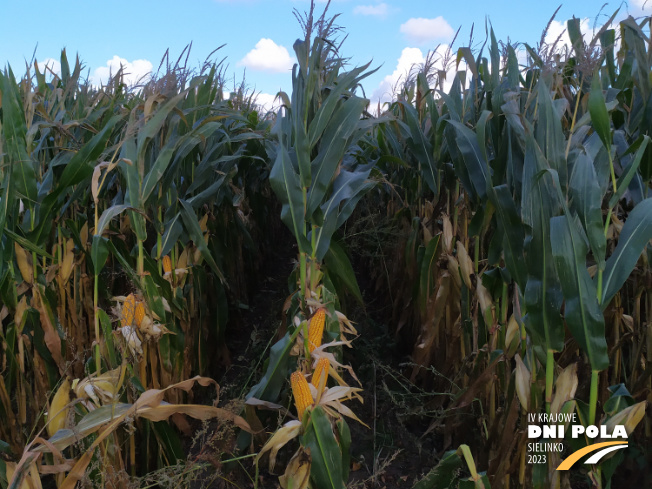 Zdjęcie 2. kukurydzy SY HELENOR z Syngenta na polu demonstracyjnym w Sielinku 17.10.2023