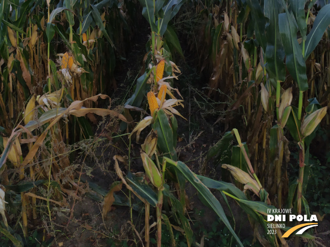 Zdjęcie 3. kukurydzy SY HELENOR z Syngenta na polu demonstracyjnym w Sielinku 17.10.2023