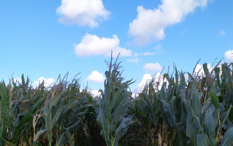 Zdjęcie kukurydzy SY HELENOR z Syngenta na polu demonstracyjnym w Sielinku 17.10.2023