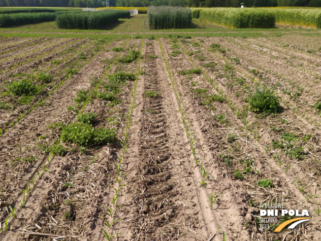 Zdjęcie 1. kukurydzy SYSTEM UPRAWY ROLI - strip-till z Uniwersytetu Przyrodniczego w Poznaniu na polu demonstracyjnym w Sielinku 22.05.2023