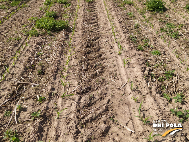 Zdjęcie 2. kukurydzy SYSTEM UPRAWY ROLI - strip-till z Uniwersytetu Przyrodniczego w Poznaniu na polu demonstracyjnym w Sielinku 22.05.2023