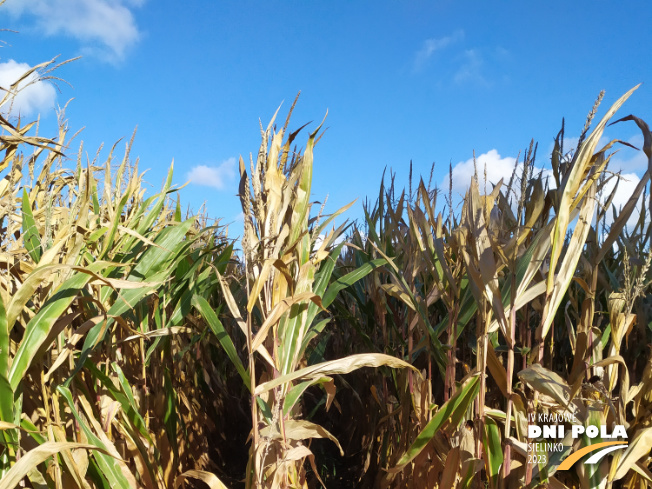 Zdjęcie 1. kukurydzy THERMIC z WRONKOWSKI na polu demonstracyjnym w Sielinku 17.10.2023