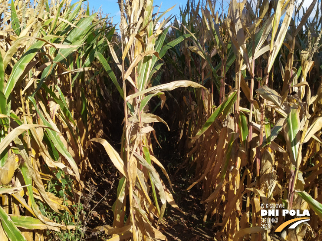 Zdjęcie 2. kukurydzy THERMIC z WRONKOWSKI na polu demonstracyjnym w Sielinku 17.10.2023
