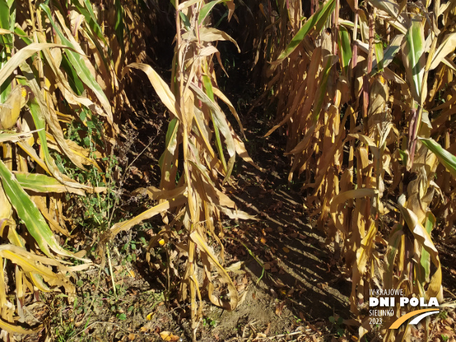 Zdjęcie 3. kukurydzy THERMIC z WRONKOWSKI na polu demonstracyjnym w Sielinku 17.10.2023