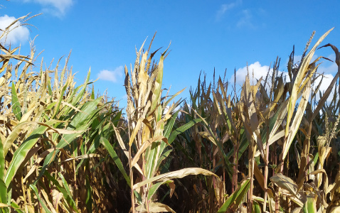 Zdjęcie kukurydzy THERMIC z WRONKOWSKI na polu demonstracyjnym w Sielinku 17.10.2023