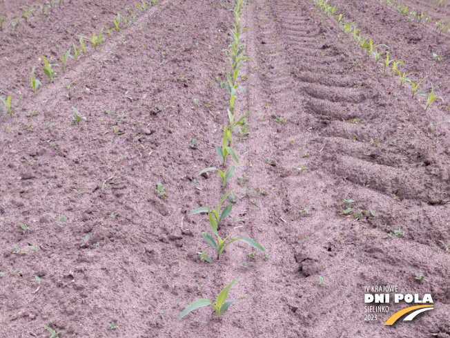 Zdjęcie 1. kukurydzy Thermic z WRONKOWSKI na polu demonstracyjnym w Sielinku 19.05.2023