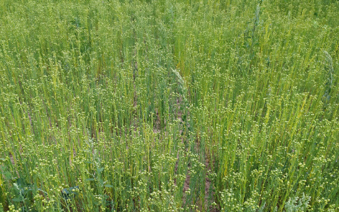 Zdjęcie lnu zwyczajnego BUKOZ z Instytutu Włókien Naturalnych i Roślin Zielarskich na polu demonstracyjnym w Sielinku 04.07.2023