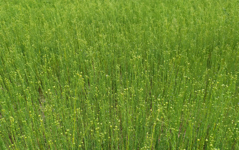 Zdjęcie lnu zwyczajnego HERA z Instytutu Włókien Naturalnych i Roślin Zielarskich na polu demonstracyjnym w Sielinku 04.07.2023