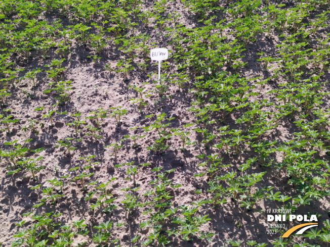 Zdjęcie 2. Łubinu białego BUTAN z Hodowli Roślin SMOLICE na polu demonstracyjnym w Sielinku 22.05.2023