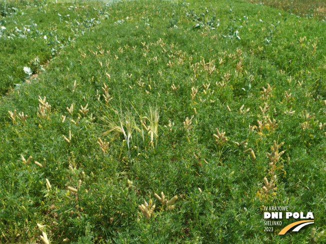 Zdjęcie 1. Łubinu wąskolistnego AGAT (LOZ) z Hodowli Roślin SMOLICE na polu demonstracyjnym w Sielinku 04.07.2023
