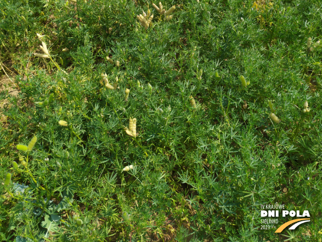 Zdjęcie 3. Łubinu wąskolistnego AGAT (LOZ) z Hodowli Roślin SMOLICE na polu demonstracyjnym w Sielinku 04.07.2023