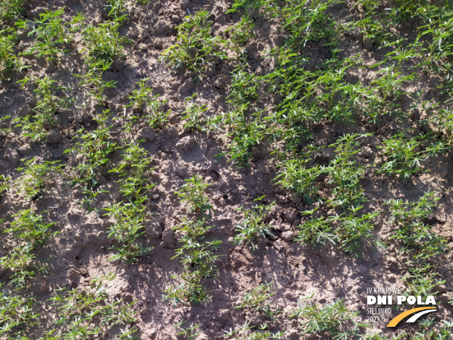 Zdjęcie 1. Łubinu wąskolistnego AGAT (LOZ) z Hodowli Roślin SMOLICE na polu demonstracyjnym w Sielinku 22.05.2023