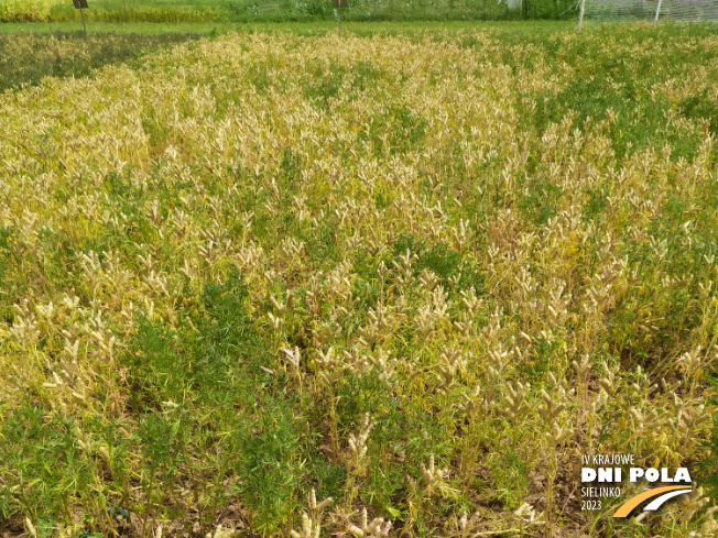 Zdjęcie 1. Łubinu wąskolistnego AGAT z Hodowli Roślin SMOLICE na polu demonstracyjnym w Sielinku 04.07.2023