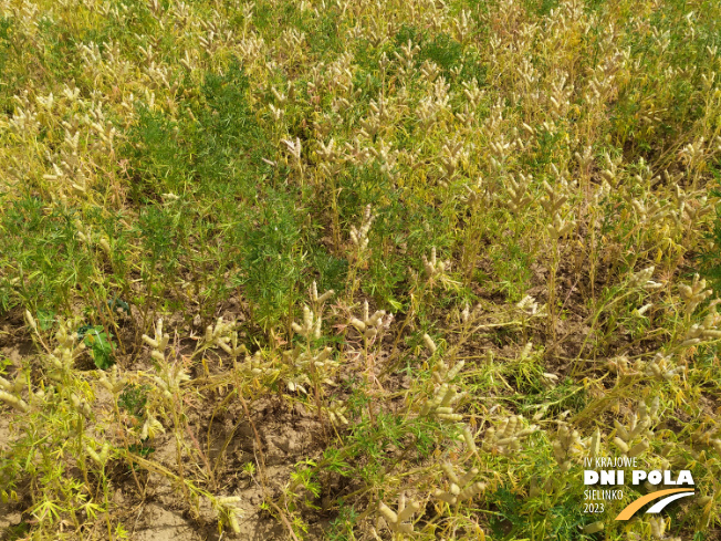 Zdjęcie 2. Łubinu wąskolistnego AGAT z Hodowli Roślin SMOLICE na polu demonstracyjnym w Sielinku 04.07.2023