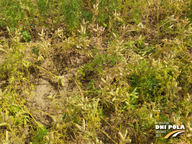 Zdjęcie 3. Łubinu wąskolistnego AGAT z Hodowli Roślin SMOLICE na polu demonstracyjnym w Sielinku 04.07.2023