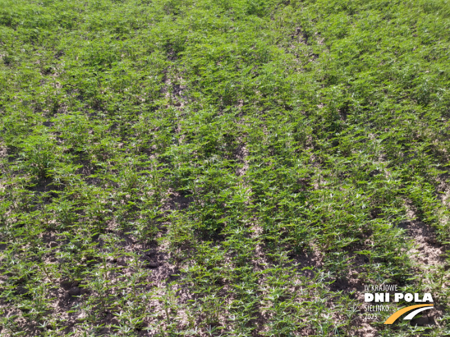 Zdjęcie 1. Łubinu wąskolistnego Agat z Hodowli Roślin SMOLICE na polu demonstracyjnym w Sielinku 22.05.2023