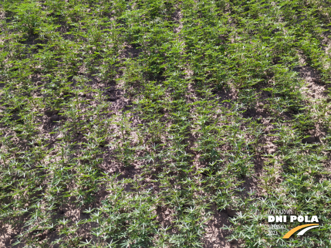 Zdjęcie 2. Łubinu wąskolistnego Agat z Hodowli Roślin SMOLICE na polu demonstracyjnym w Sielinku 22.05.2023