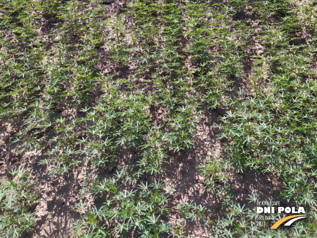 Zdjęcie 3. Łubinu wąskolistnego Agat z Hodowli Roślin SMOLICE na polu demonstracyjnym w Sielinku 22.05.2023