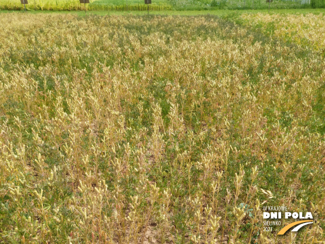 Zdjęcie 1. Łubinu wąskolistnego BAZALT z Hodowli Roślin SMOLICE na polu demonstracyjnym w Sielinku 04.07.2023