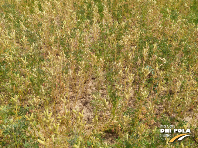 Zdjęcie 2. Łubinu wąskolistnego BAZALT z Hodowli Roślin SMOLICE na polu demonstracyjnym w Sielinku 04.07.2023