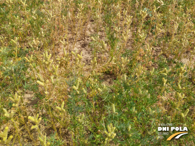 Zdjęcie 3. Łubinu wąskolistnego BAZALT z Hodowli Roślin SMOLICE na polu demonstracyjnym w Sielinku 04.07.2023