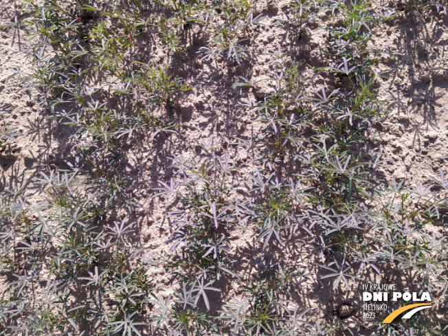Zdjęcie 2. Łubinu wąskolistnego BAZALT z Hodowli Roślin SMOLICE na polu demonstracyjnym w Sielinku 22.05.2023