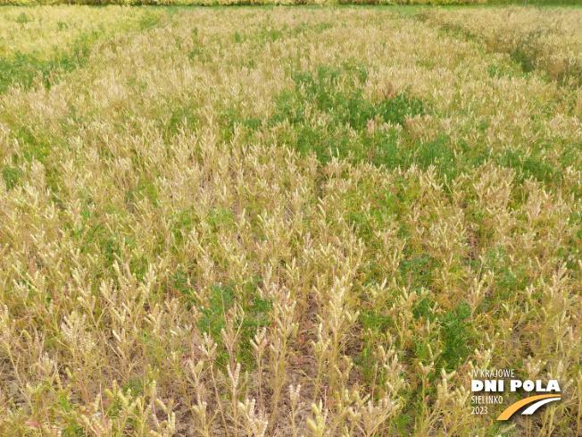Zdjęcie 1. Łubinu wąskolistnego DALBOR z Hodowli Roślin SMOLICE na polu demonstracyjnym w Sielinku 04.07.2023
