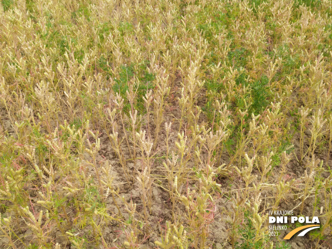 Zdjęcie 2. Łubinu wąskolistnego DALBOR z Hodowli Roślin SMOLICE na polu demonstracyjnym w Sielinku 04.07.2023