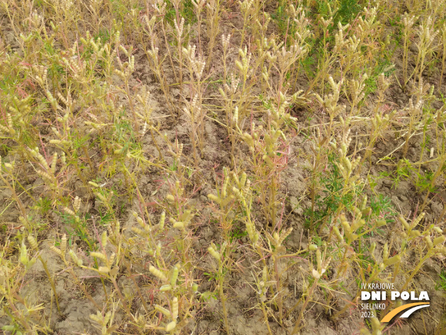 Zdjęcie 3. Łubinu wąskolistnego DALBOR z Hodowli Roślin SMOLICE na polu demonstracyjnym w Sielinku 04.07.2023