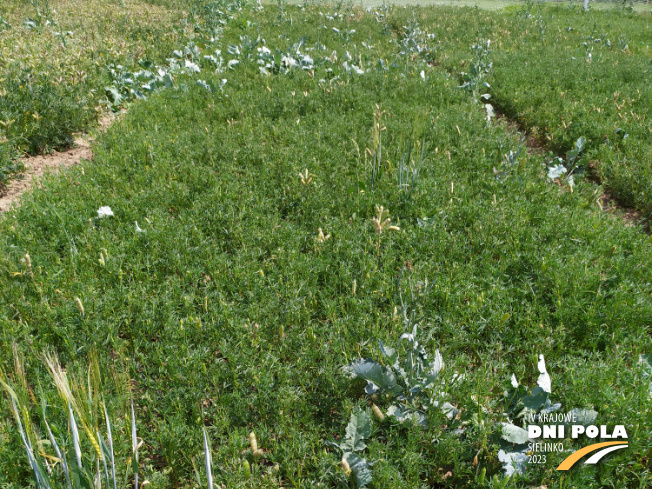 Zdjęcie 1. Łubinu wąskolistnego FURMAN (LOZ) z Hodowli Roślin SMOLICE na polu demonstracyjnym w Sielinku 04.07.2023