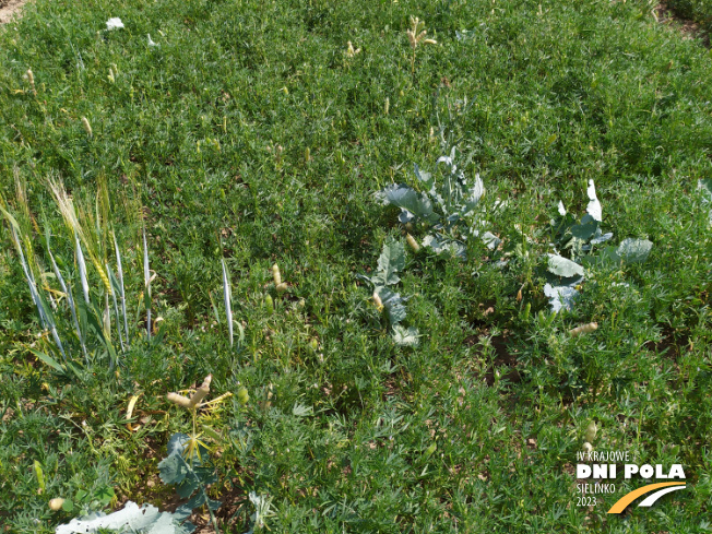 Zdjęcie 2. Łubinu wąskolistnego FURMAN (LOZ) z Hodowli Roślin SMOLICE na polu demonstracyjnym w Sielinku 04.07.2023