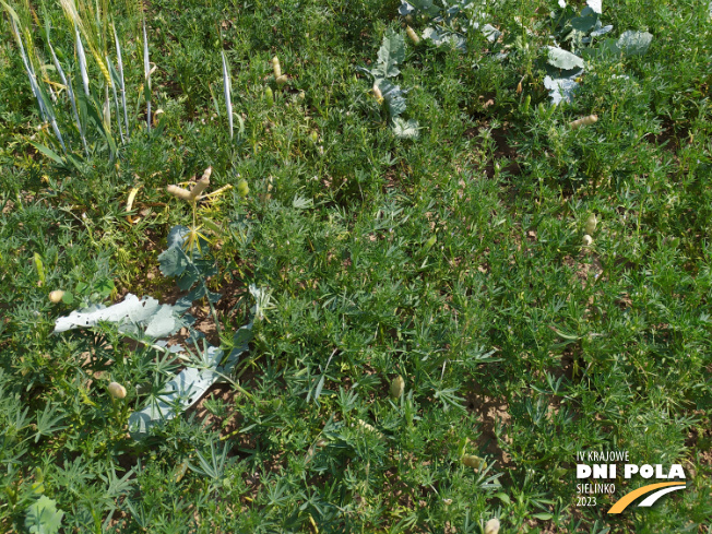 Zdjęcie 3. Łubinu wąskolistnego FURMAN (LOZ) z Hodowli Roślin SMOLICE na polu demonstracyjnym w Sielinku 04.07.2023
