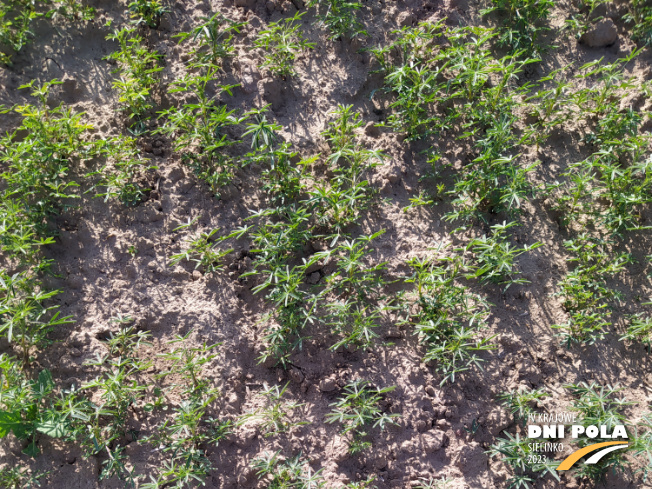 Zdjęcie 1. Łubinu wąskolistnego Furman (LOZ) z Hodowli Roślin SMOLICE na polu demonstracyjnym w Sielinku 22.05.2023