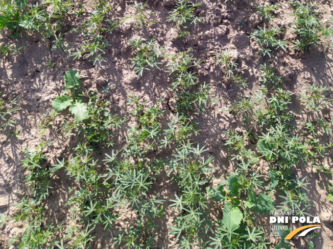 Zdjęcie 3. Łubinu wąskolistnego Furman (LOZ) z Hodowli Roślin SMOLICE na polu demonstracyjnym w Sielinku 22.05.2023