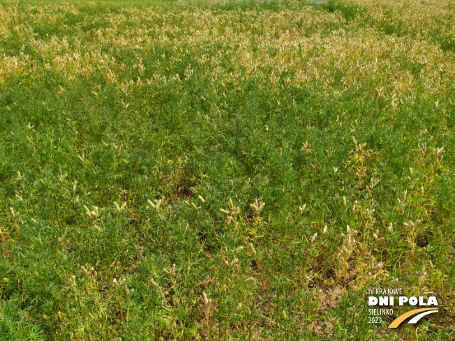 Zdjęcie 1. Łubinu wąskolistnego FURMAN z Hodowli Roślin SMOLICE na polu demonstracyjnym w Sielinku 04.07.2023
