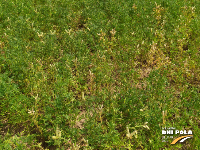 Zdjęcie 2. Łubinu wąskolistnego FURMAN z Hodowli Roślin SMOLICE na polu demonstracyjnym w Sielinku 04.07.2023